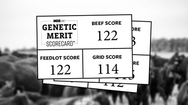 genetic merit scorecard