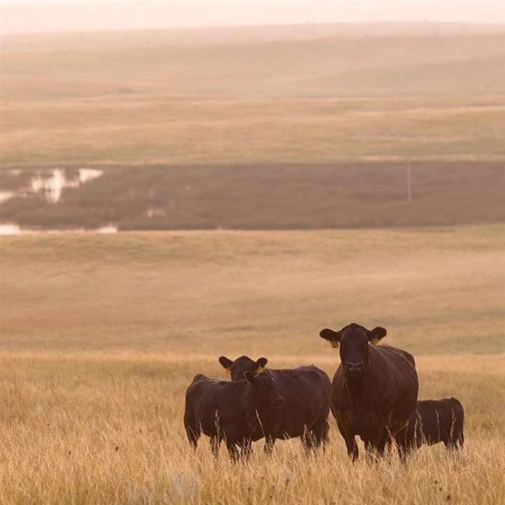 A group of Angus cows standing in a sandhill pasture.