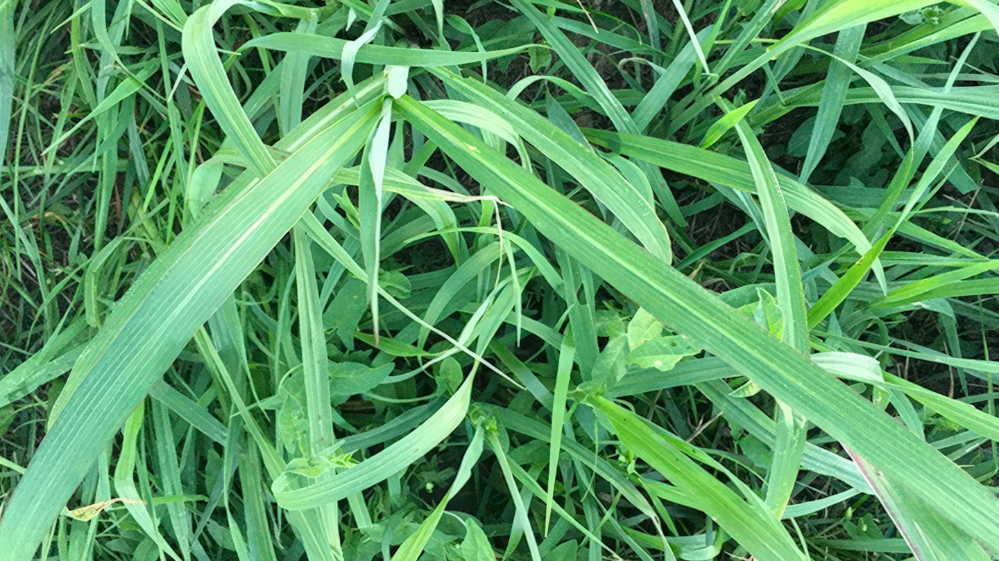 Johnson grass