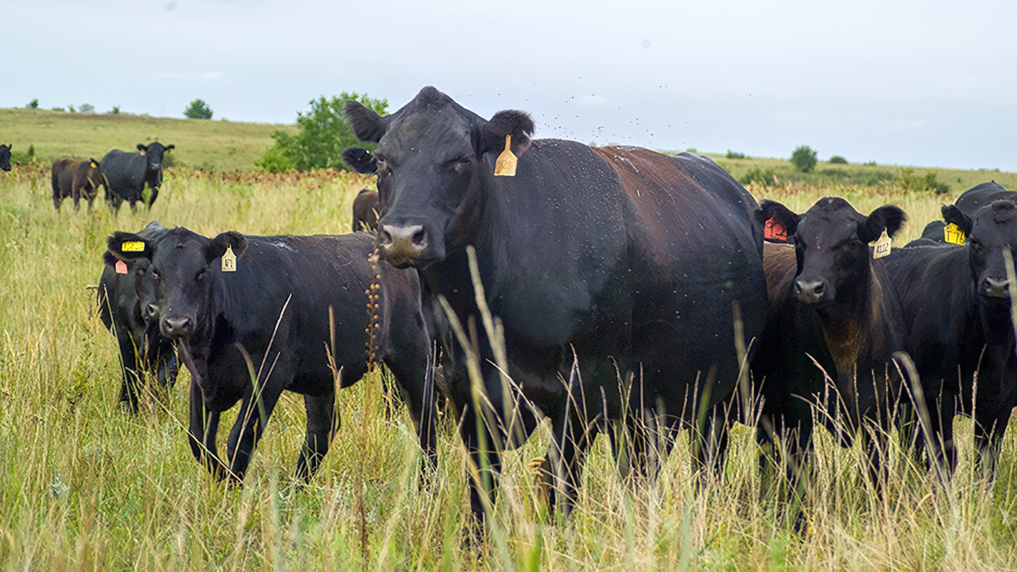 Cows and calves on pasture