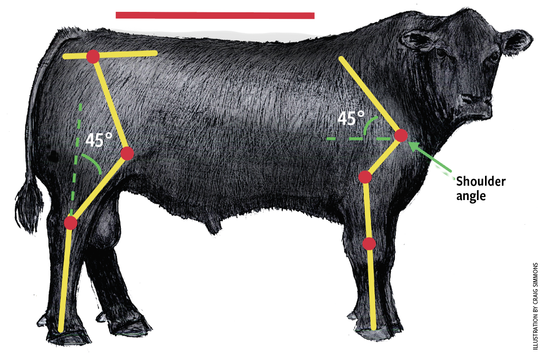 Fig. 1: The angularity of a bull's joints lays the basis for structural correctness