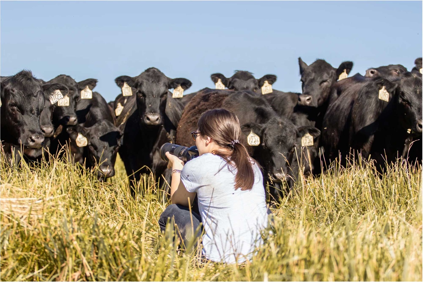 Woman in field taking photos of Angus cattle