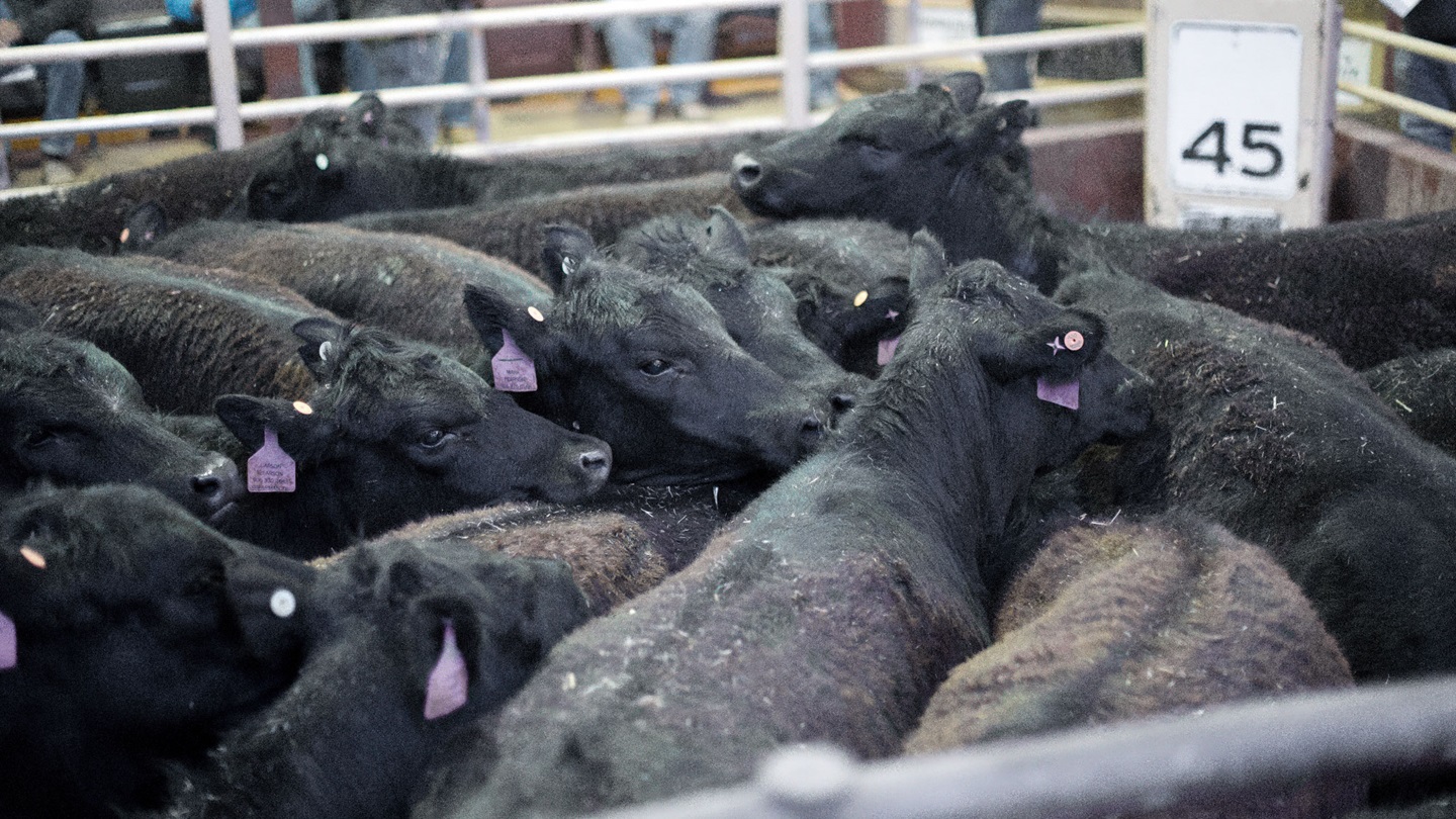 cattle in sale ring
