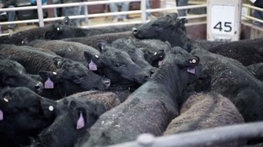 cattle in sale ring