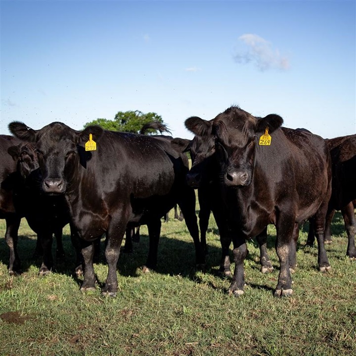 Group of Angus cattle standing together in a green pasture, waiting on feed.