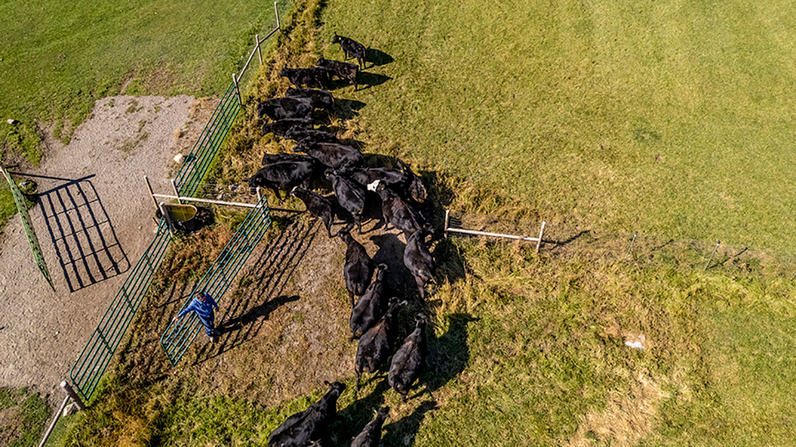 Cattle going though a gate