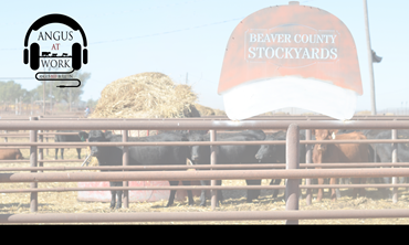 Pens at Beaver Stockyards