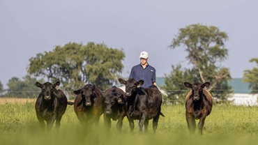 Five Black Angus cattle move toward the camera through tall green grass in a pasture, with a person walking behind the group. Trees and agricultural buildings appear in the distance beneath a bright, clear sky.