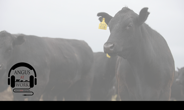 Angus calf with yellow ear tag. 