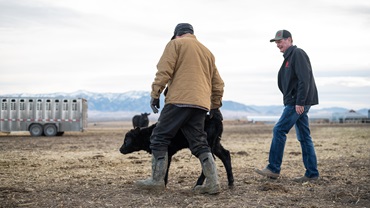 Van Dyke Angus Ranch