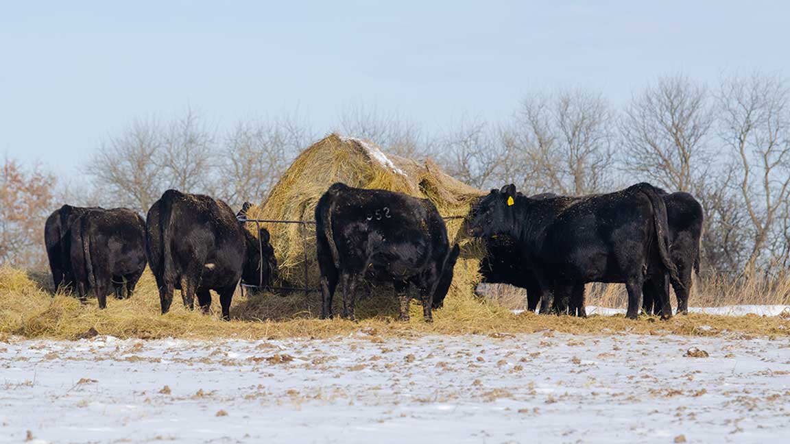 cows eating