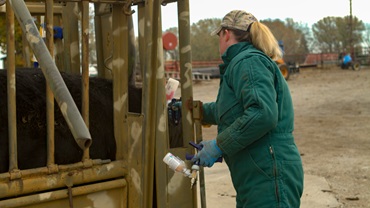 vaccinating cattle