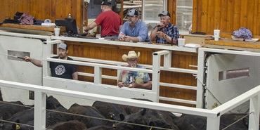 Cattle Auction