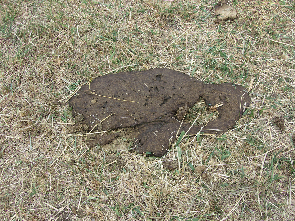 manure scoring 