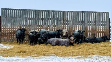 cattle on bedding