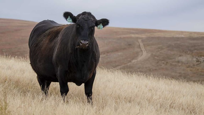 cow in a field