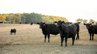 Black Angus calves in a lot.