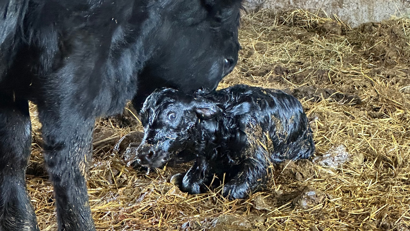 newborn calf
