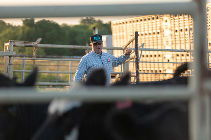 Capstone Beef started with a shared vision: buying cattle directly from the ranch and retaining ownership through the packer to share carcass data back to make genetic decisions. 