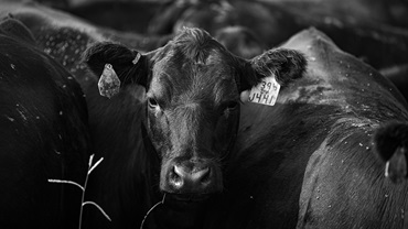 Cow staring into camera