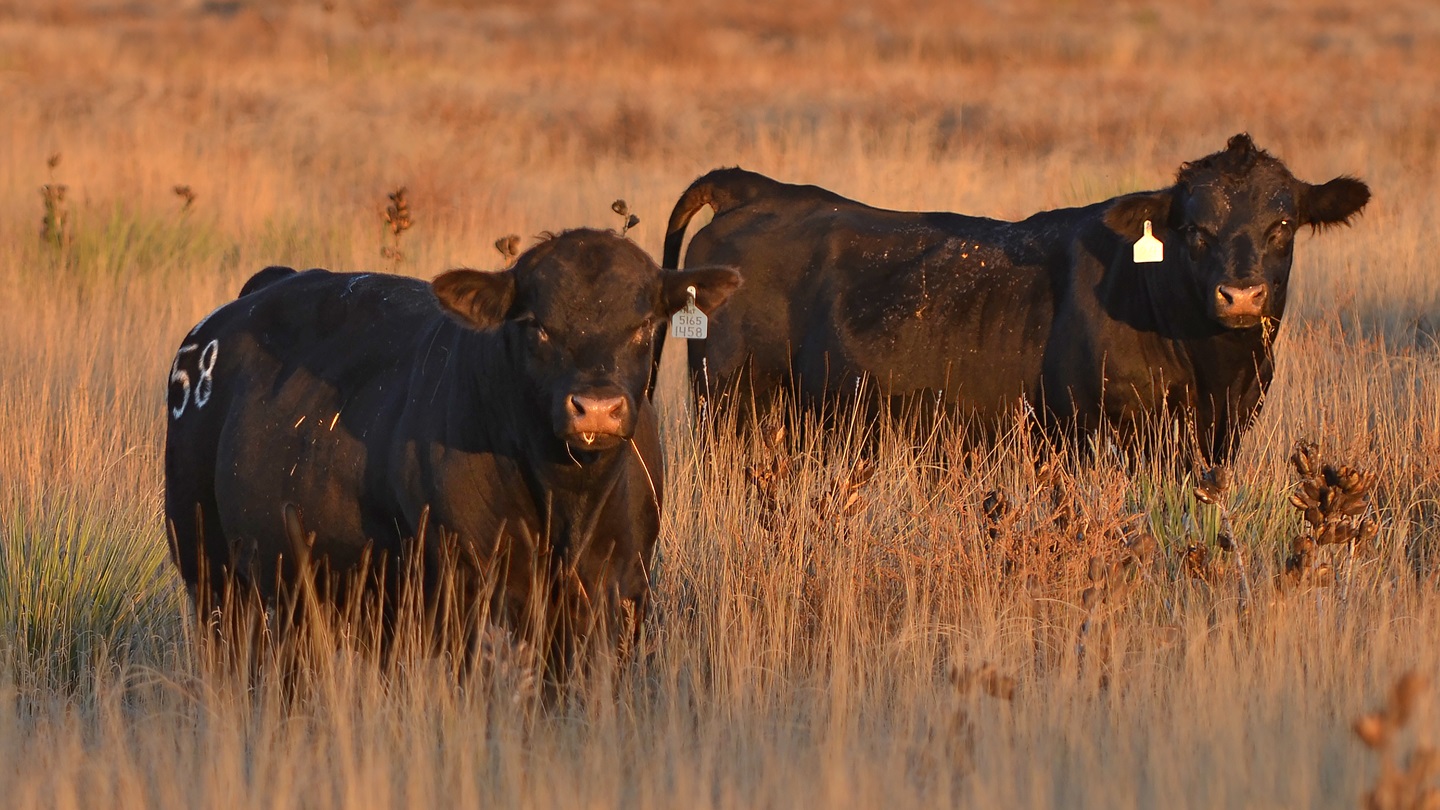 yearling bulls in pasture