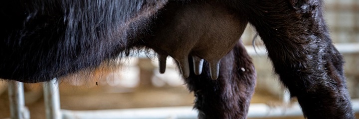 A cow's udder showcasing appropriate teat and udder scoring.