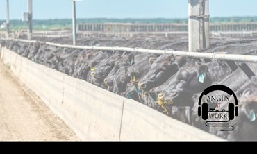 Cattle eating at feedbunk