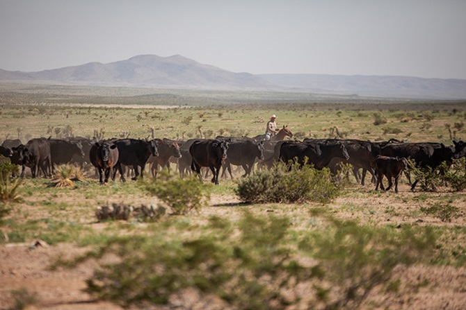 cattle drive in Texas