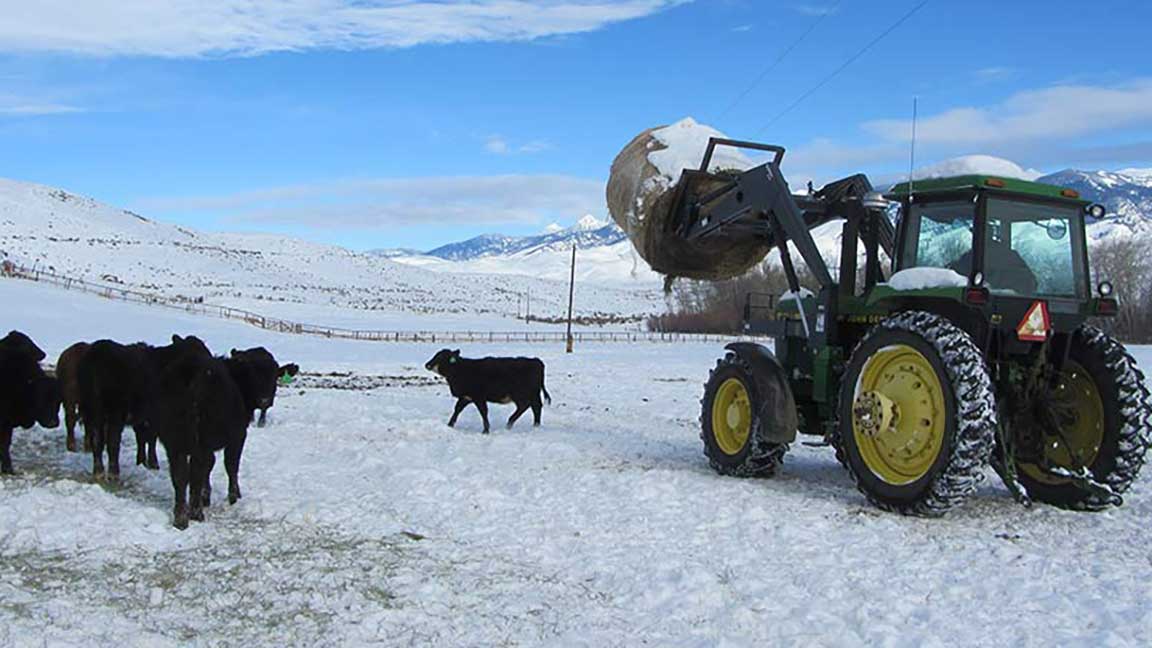 tractor  feeding cattle