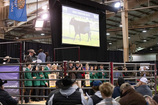 2024 Angus Foundation Heifer Package