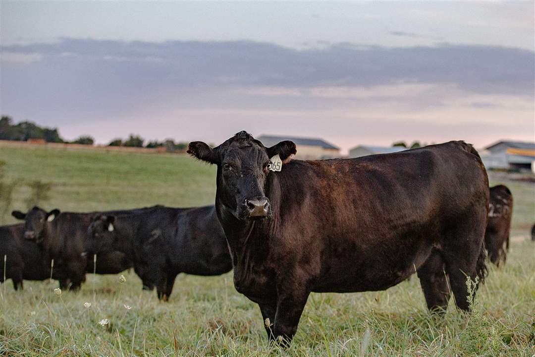 Group of Angus cows standing in a lush, green pasture at dusk.