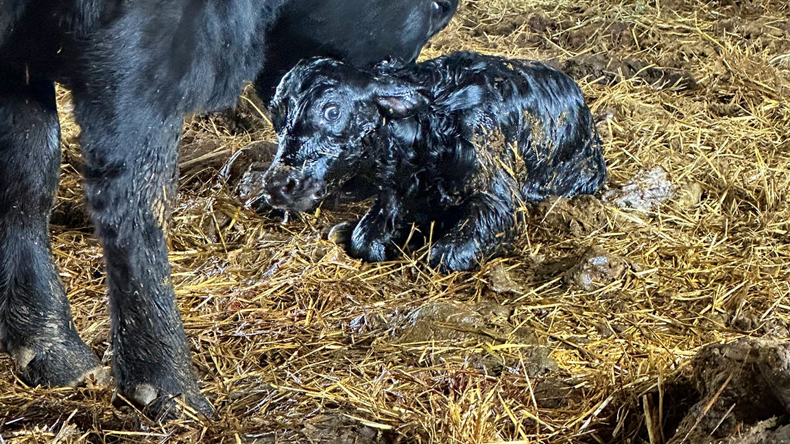 newborn calf