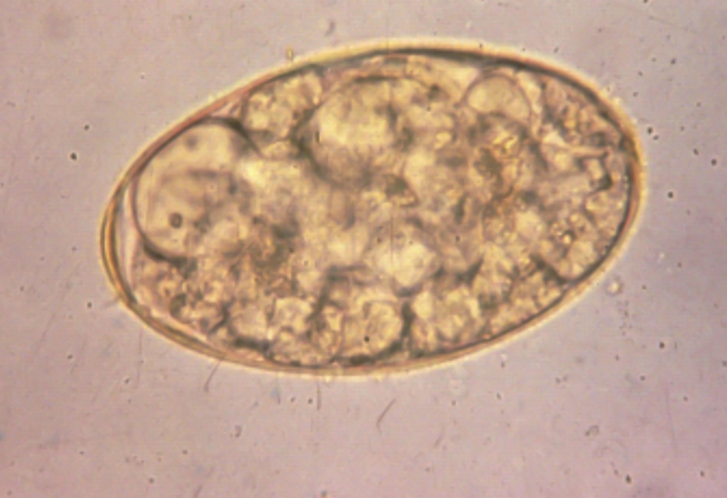 Fluke eggs are passed by cattle in their feces. Cattle feces that land in water allow the eggs to hatch and find snails. [Photo by Heather Smith Thomas.]