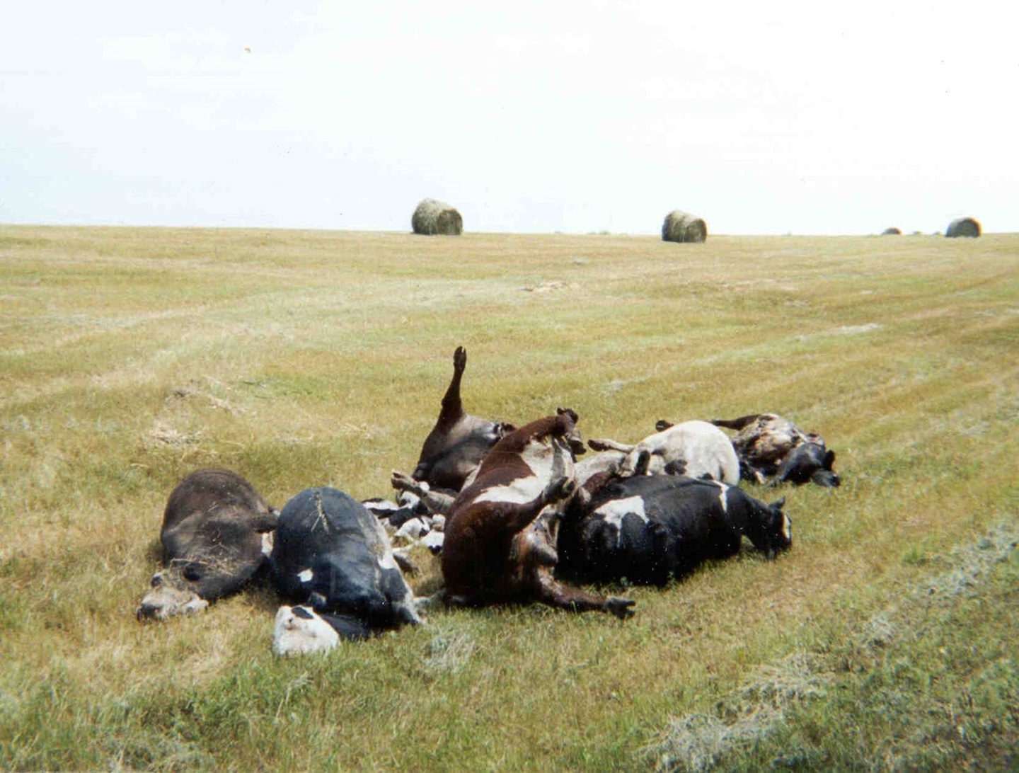 Dead cattle