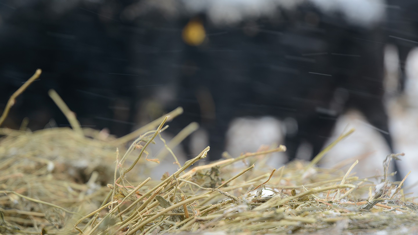 drylot cattle