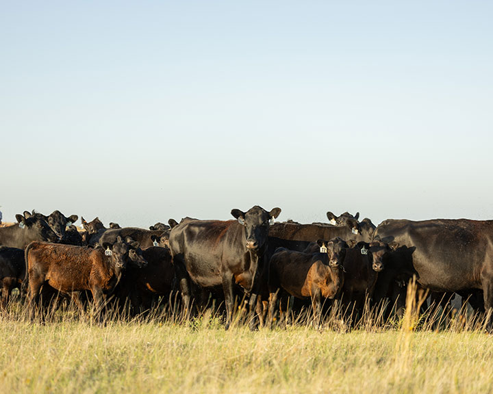 Jett cattle