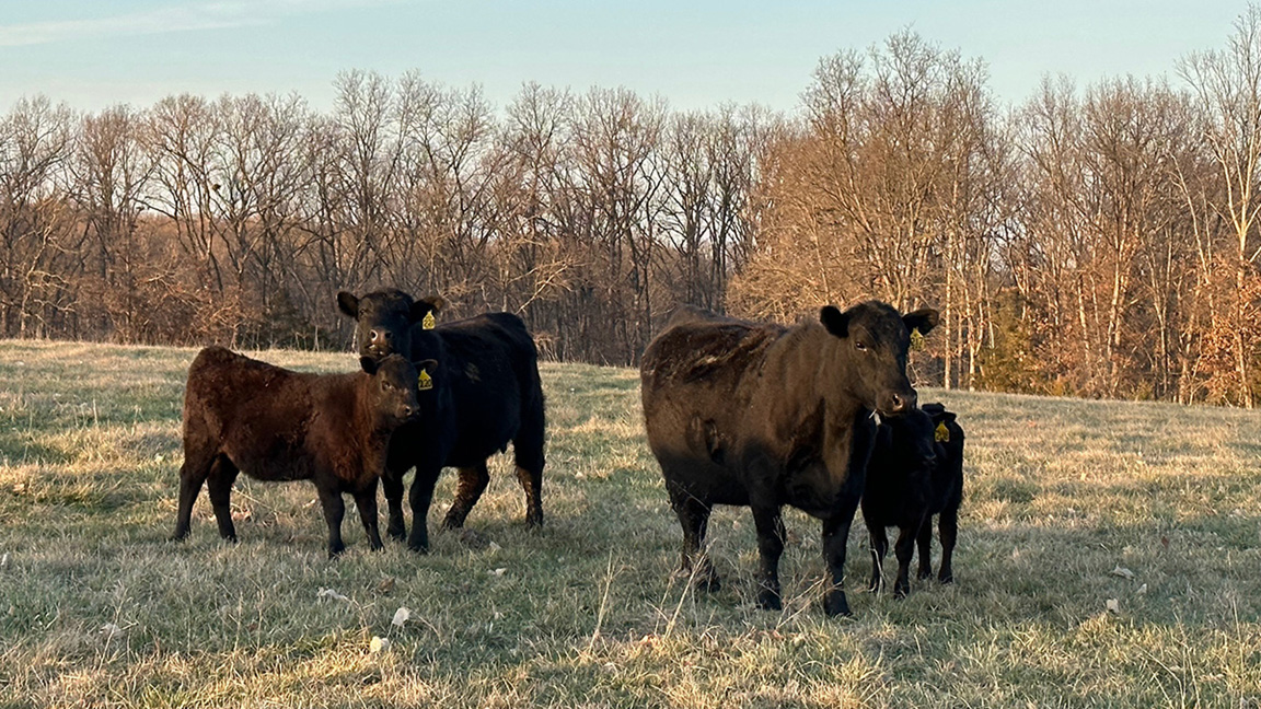 Heifers on pasture