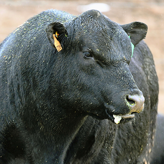 To have a bull in shape for breeding, make sure he gets exercise before turnout, says Thiago Martins.