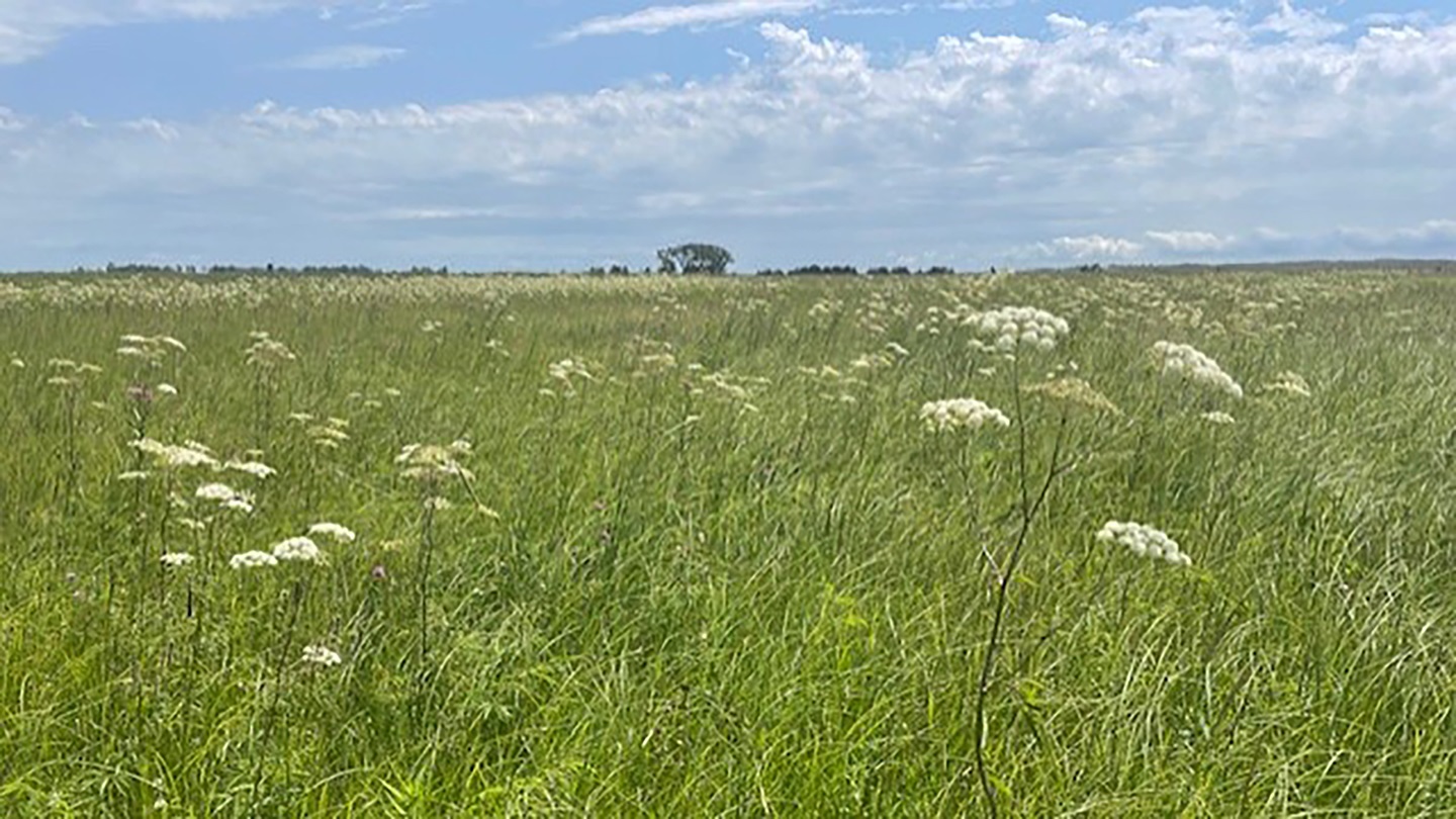 Poison Hemlock in a field