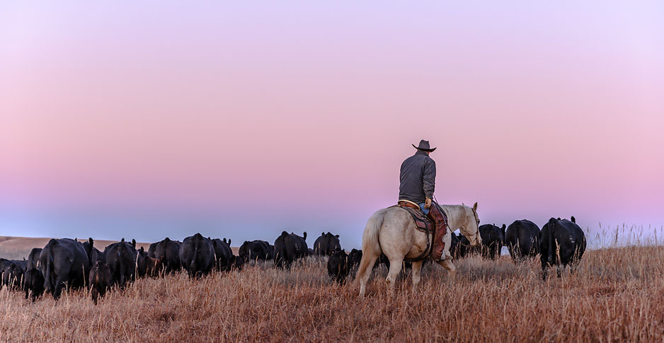 Man riding horseback to herd cattle. 