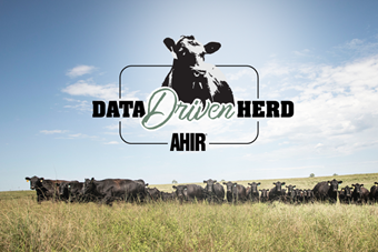 The American Angus Association’s Angus Herd Improvement Records launches new program to recognize herds committed to data collection and the continued improvement of their herd and the Angus breed.