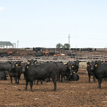 feedlot shot