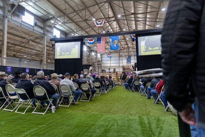 The crowd looks on towards the sale ring at the 2026 Angus Foundation Heifer package.