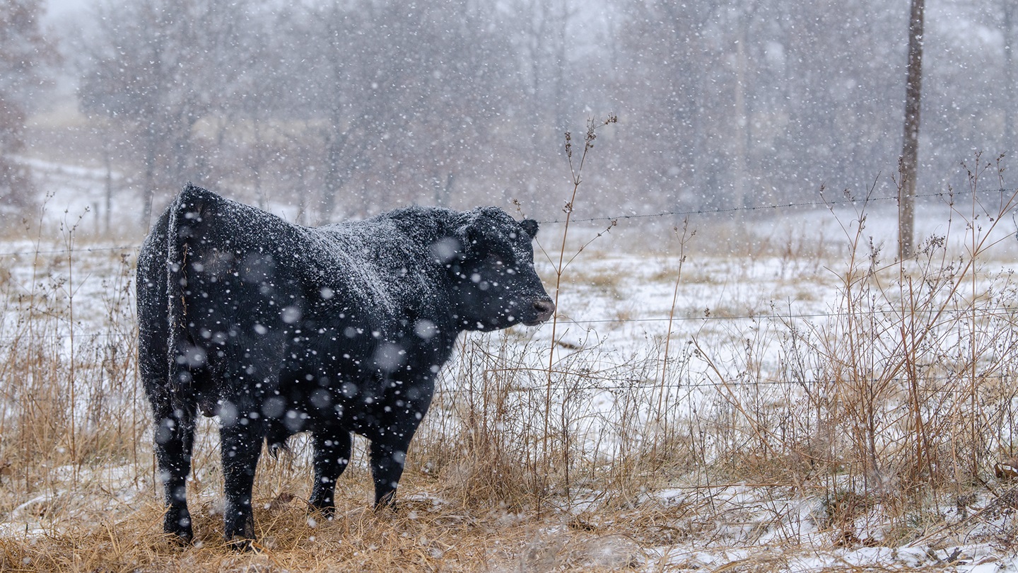 snowy bull