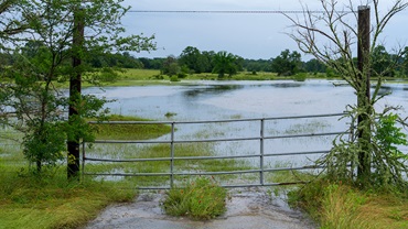 Standing in floodwater following hurricanes and severe weather can leave livestock exposed to harmful bacteria that can lead to skin infections. [Photo by Michael Miller/Texas A&M AgriLife.] 
