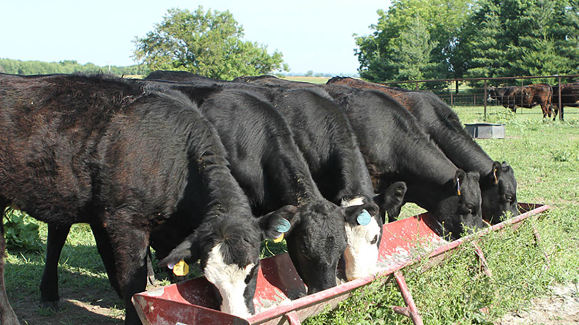 cows eating