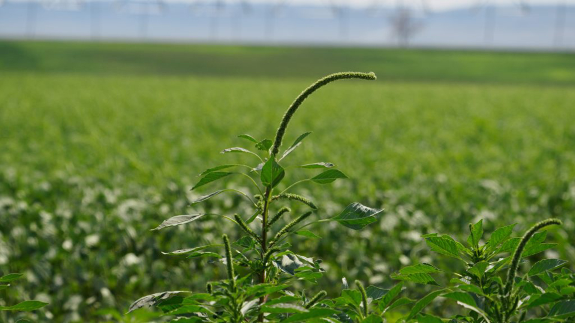 palmer amaranth