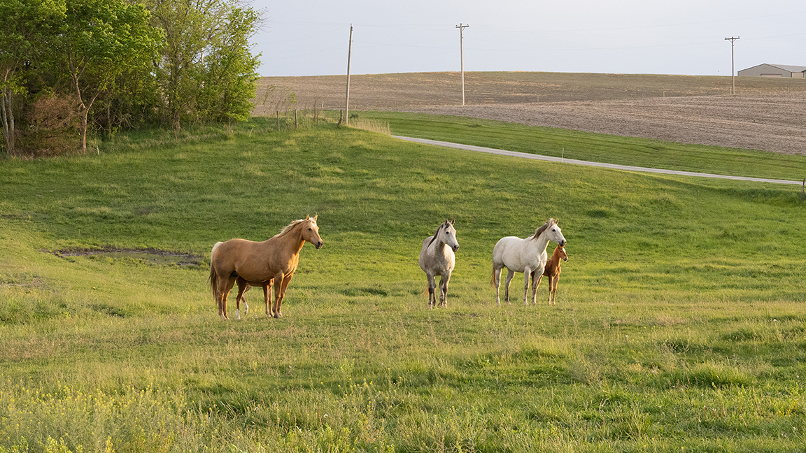 horses in a field