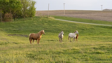 horses in a field