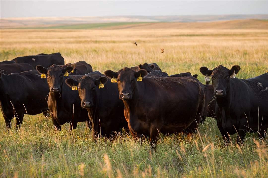 A group of mature Angus cows in a pasture at sunset.